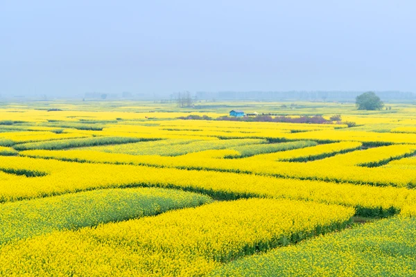《中國》興化千島垛油菜花