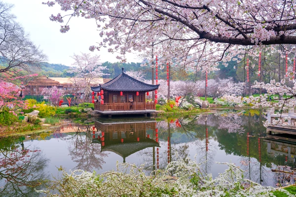 《中國》武漢東湖櫻花