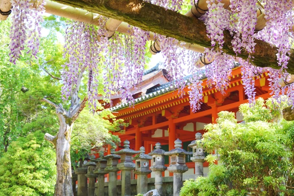 《日本》奈良春日大社紫藤花