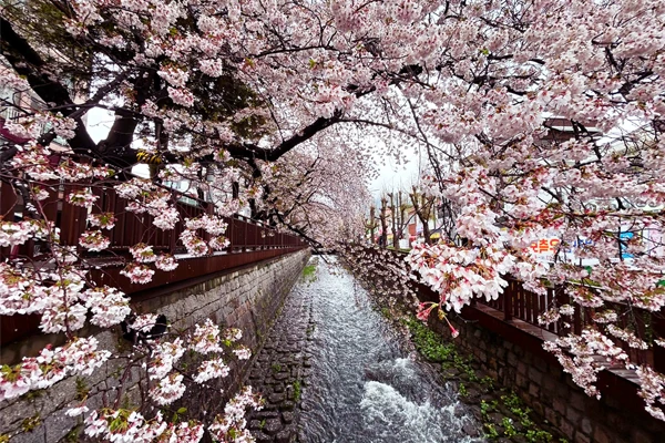 《韓國》鎮海櫻花祭