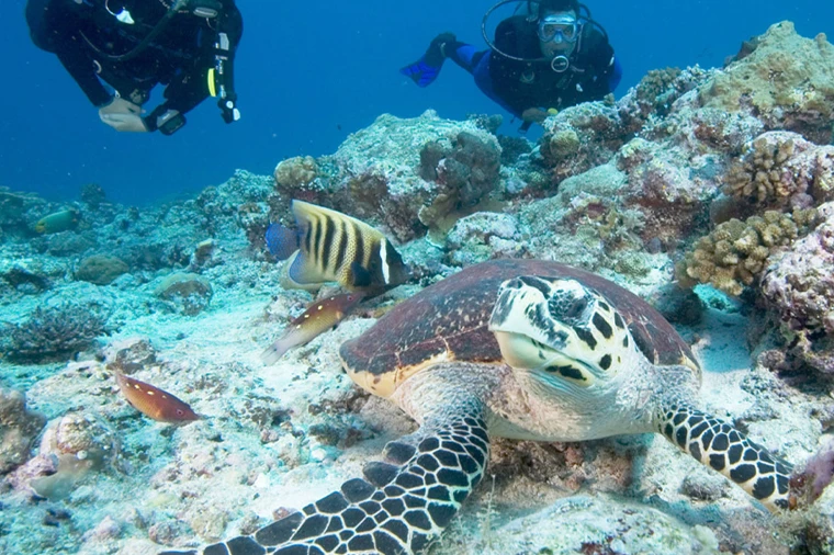 屏水相逢。微笑南灣